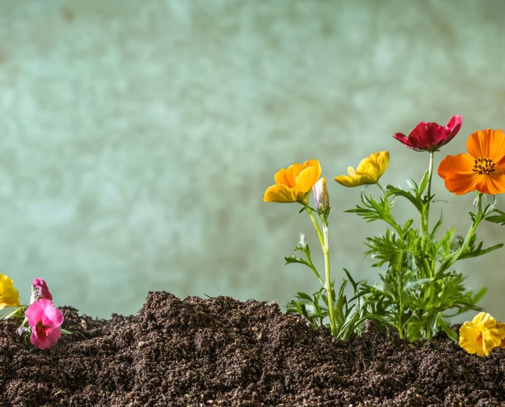 Compostagem obrigatória na Portugal desde 2024